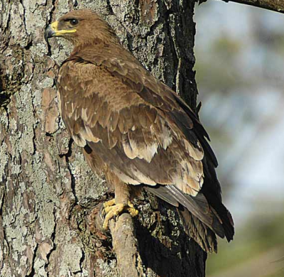 Орлы над степью